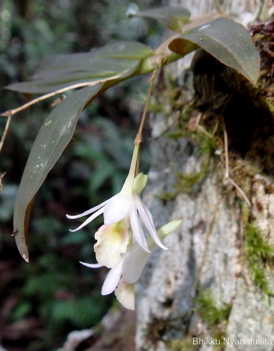 Dendrobium panduratum subsp. panduratum Lindl.